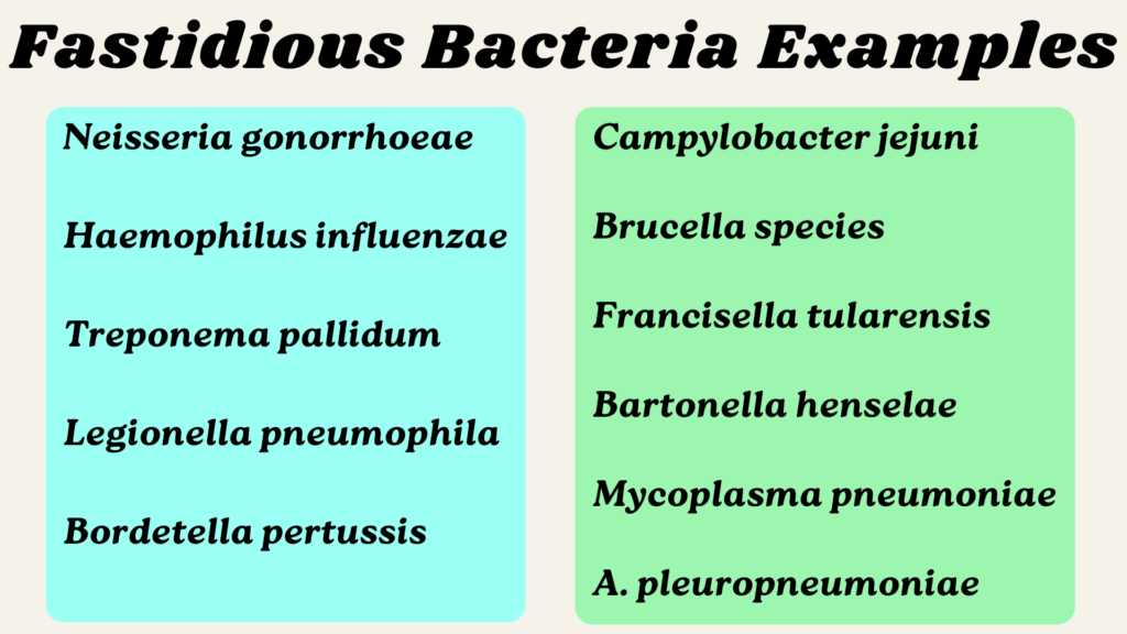 Fastidious Bacteria Example in Hindi