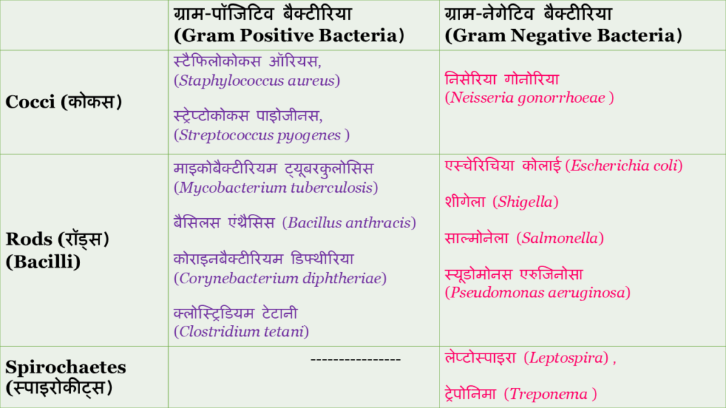 Gram Nature of Common Pathogenic Bacteria