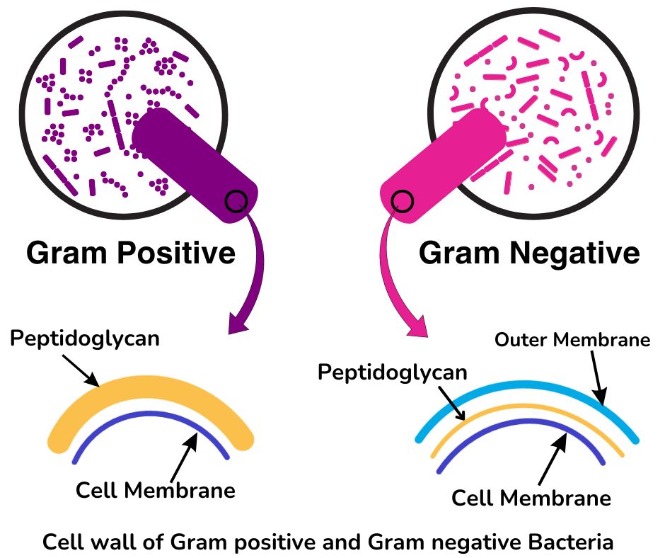 Gram staining in hindi